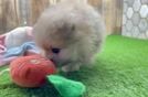 Pomeranian Pup Being Cute