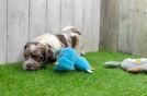 Little Shih Poo Poodle Mix Puppy