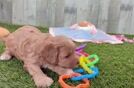 Funny Cavapoo Poodle Mix Pup