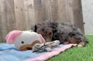 Friendly Mini Aussiedoodle Baby