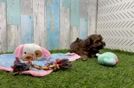 Meet Jayde - our Havapoo Puppy Video