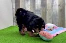 Meet Favor - our Mini Bernedoodle Puppy Video