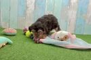 Small Yorkie Poo Baby