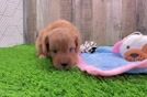 Meet Flash - our Cavapoo Puppy Video