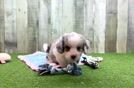 Small Aussiechon Baby