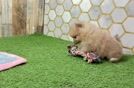 Hypoallergenic Pomeranian Baby