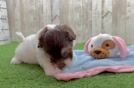 Havanese Puppy for Adoption