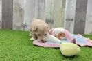 Popular Maltipoo Poodle Mix Pup