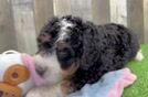 Sweet Mini Bernedoodle Baby