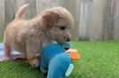 Smart Maltipoo Poodle Mix Pup