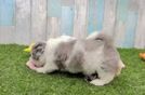 Havapoo Puppy for Adoption