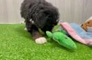 Small Mini Bernedoodle Baby