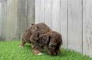 Shih Poo Puppy for Adoption