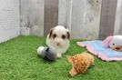 Cavapoo Puppy for Adoption