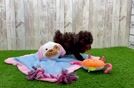 Poodle Pup Being Cute