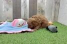 Little Cavipoo Poodle Mix Puppy