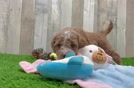Fluffy Mini Goldendoodle Poodle Mix Pup