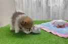 Pomeranian Puppy for Adoption