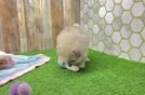 Pomeranian Pup Being Cute