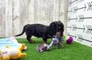Meet Abigail - our Dachshund Puppy Video