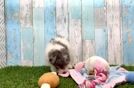 Smart Poochon Poodle Mix Pup