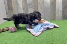 Mini Bernedoodle Pup Being Cute