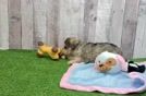 Mini Schnoodle Pup Being Cute