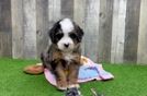 Happy Mini Bernedoodle Baby