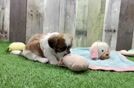 Meet Gizmo - our Teddy Bear Puppy Video  - Pilesgrove Pups Friendly Teddy Bear Baby
