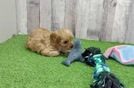 Energetic Cavoodle Poodle Mix Puppy