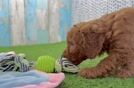 Fluffy Mini Goldendoodle Poodle Mix Pup