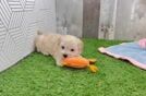 Petite Maltipoo Poodle Mix Pup