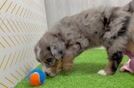 Fluffy Mini Bernedoodle Poodle Mix Pup