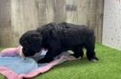 Meet Everhart - our Mini Goldendoodle Puppy Video