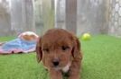 Cavapoo Pup Being Cute