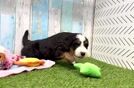 Mini Bernedoodle Puppy for Adoption