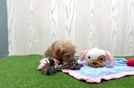 Meet Hadley - our Maltipoo Puppy Video