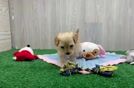 Meet Nikita - our Maltipoo Puppy Video