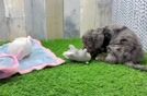 Funny Cockapoo Poodle Mix Pup