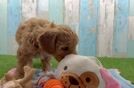 Best Cavapoo Baby