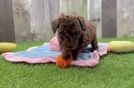 Fluffy Caniche Purebred Puppy