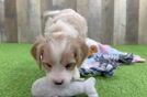 Playful Cavapoodle Poodle Mix Puppy