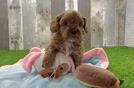 Playful Cavapoodle Poodle Mix Puppy