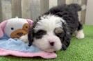 Mini Bernedoodle Pup Being Cute