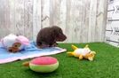 Best Dachshund Baby