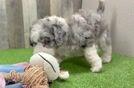 Popular Mini Sheepadoodle Poodle Mix Pup