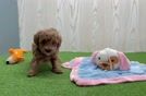 Funny Mini Goldendoodle Poodle Mix Pup