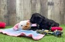 Popular Cavapoo Poodle Mix Pup