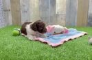 Friendly Cockapoo Baby