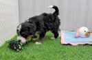 Happy Mini Bernedoodle Baby